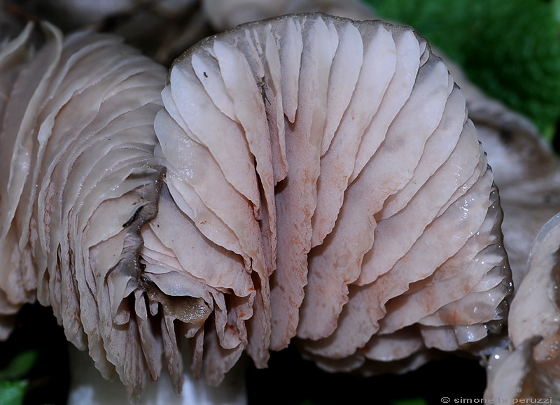 Entoloma saundersii var. hiemale